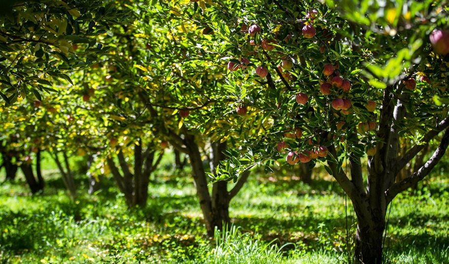 پیش بینی کاهش 11 درصد تولید سیب استان به علت کم بارشی ها/اصلاح 185 هکتار از باغات سیب استان,